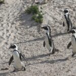 Photo Penguin colony