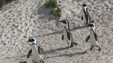 Photo Penguin colony