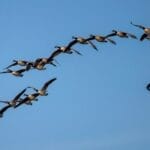 Photo Migration routes