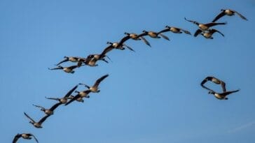 Photo Migration routes