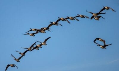 Photo Migration routes