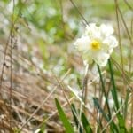 Photo Natural beauty