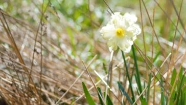 Photo Natural beauty