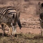 Photo Skeleton Coast, Africa