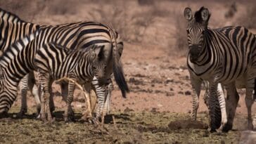 Photo Skeleton Coast, Africa