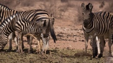 Photo Skeleton Coast, Africa