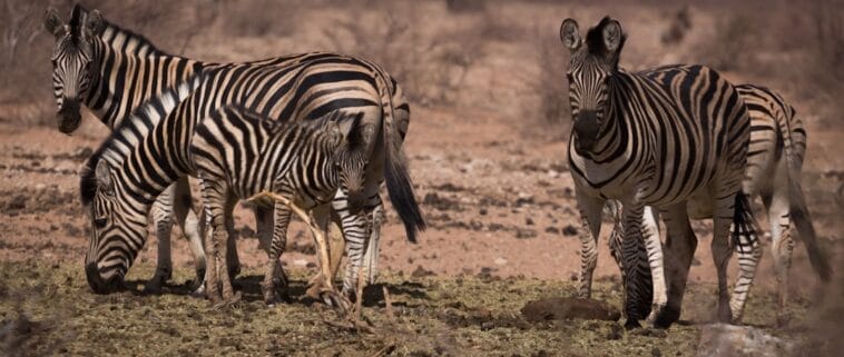Photo Skeleton Coast, Africa