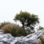 Photo Table Mountain