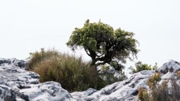 Photo Table Mountain