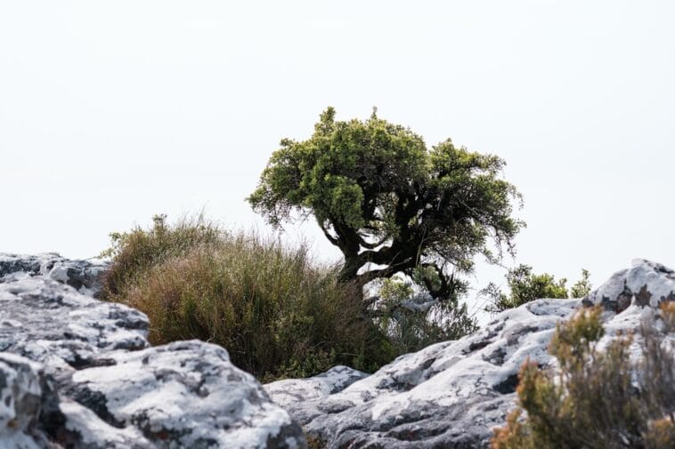 Photo Table Mountain