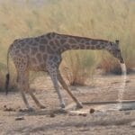Photo Etosha National Park, Namibia