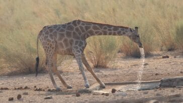 Photo Etosha National Park, Namibia