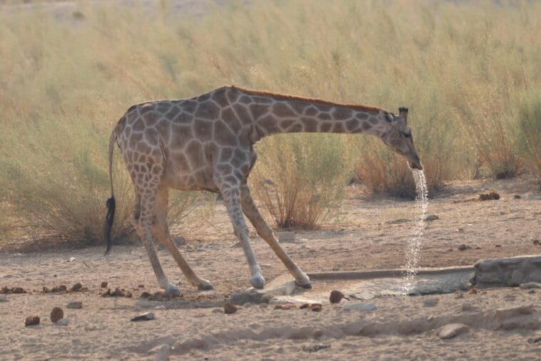 Photo Etosha National Park, Namibia