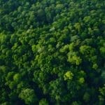 Photo Tropical rainforest