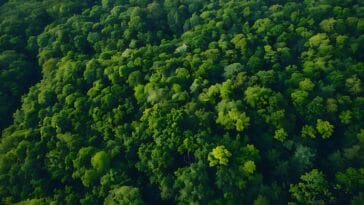 Photo Tropical rainforest