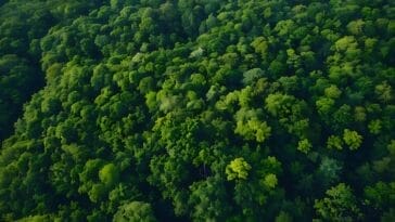 Photo Tropical rainforest