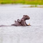 Photo Wildlife viewing