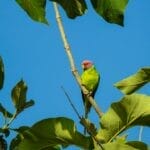 Photo Wildlife safari