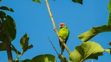 Photo Wildlife safari