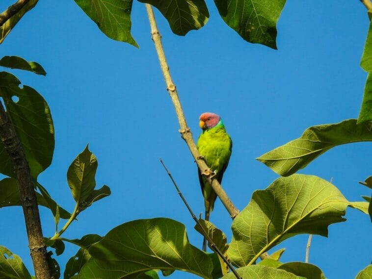 Photo Wildlife safari