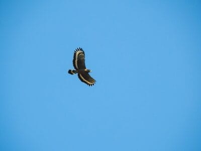 Photo Wildlife safari