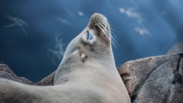 Photo Wildlife encounter