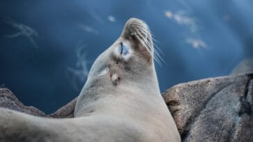 Photo Wildlife encounter