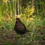 Photo Wildlife encounter