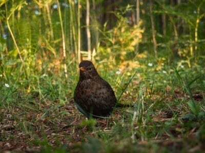 Photo Wildlife encounter