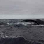 Photo Wildlife encounter