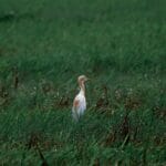 Photo Wildlife encounter