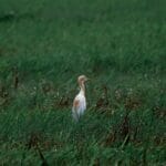 Photo Wildlife encounter