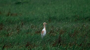 Photo Wildlife encounter