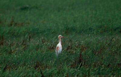 Photo Wildlife encounter