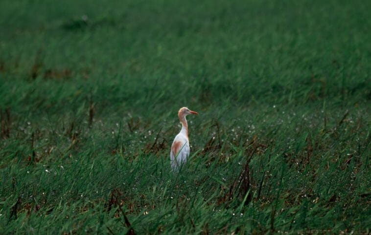 Photo Wildlife encounter