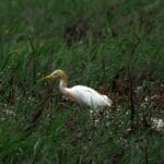 Photo Wildlife encounter