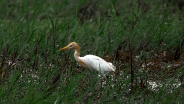 Photo Wildlife encounter