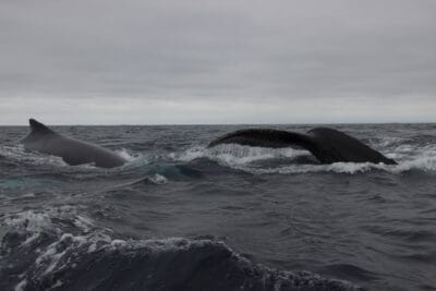Photo Wildlife encounter