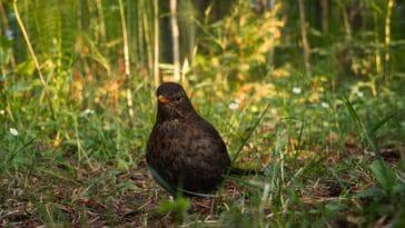 Photo Wildlife encounter