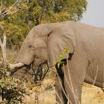 Photo Wildlife encounter