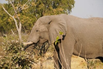 Photo Wildlife encounter
