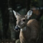 Photo Wildlife encounter