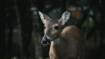 Photo Wildlife encounter