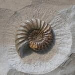 Photo Fossil beds