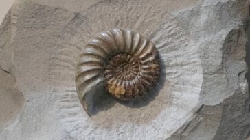 Photo Fossil beds