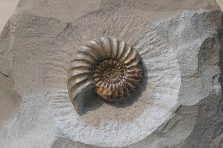 Photo Fossil beds