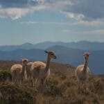 Photo Wildlife viewing