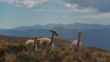 Photo Wildlife viewing