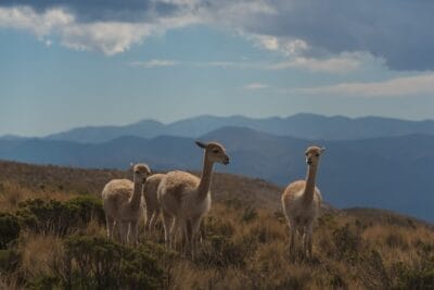 Photo Wildlife viewing