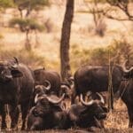 Photo Serengeti National Park